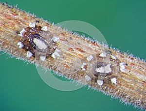 Florida wax scale, Ceroplastes floridensis