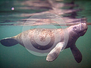 Florida: West Indian Manatee (juvenile)