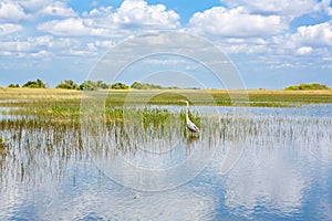 Florida wetland, Airboat ride at Everglades National Park in USA.