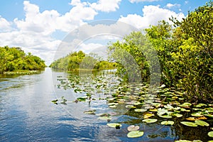 Florida wetland, Airboat ride at Everglades National Park in USA.