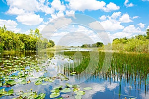 Florida wetland, Airboat ride at Everglades National Park in USA.