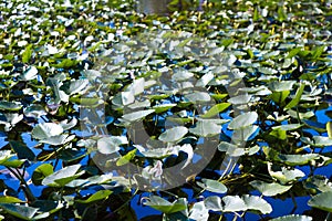 Florida wetland, Airboat ride at Everglades National Park in USA. Popular place for tourists