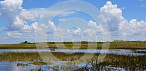 Florida wetland. Everglades National Park in Florida, USA.