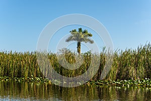 Florida wetland, natural landscape in Everglades National Park