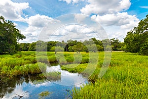 Florida wetland, summer natural landscape. photo