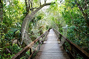 Florida wetland, wooden path trail at Everglades National Park in USA.