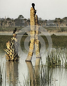 Florida Wetlands