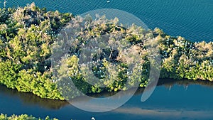 Florida wetlands with flock of white egret and heron birds on green swamp vegetation between bay waters. Aerial view of