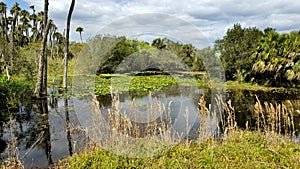 Florida Wetlands landscape