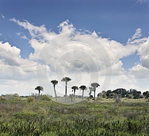 Florida Wetlands