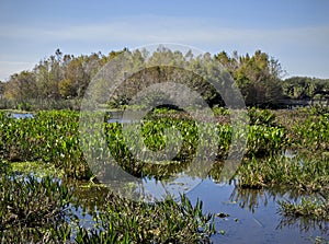 Florida Wetlands