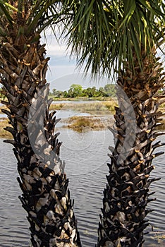 Florida wetlands and marsh lands