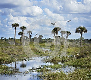 Florida Wetlands Scenic View