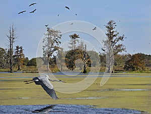 Florida Wetlands photo