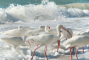 Florida white birds