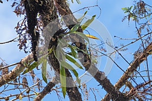 Florida Wild Clamshell Orchid photo