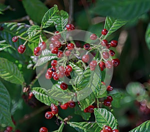 Florida Wild Coffee Plant and Berries photo