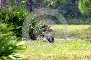 Florida Wild Turkey  606272