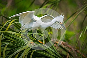 Florida Wildlife Snowy Egret Migratory Bird in St Augustine FL