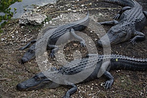 Florida& x27;s Aligator