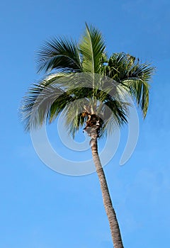 Floride Palm photo