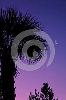 Floridian Sunrise moon