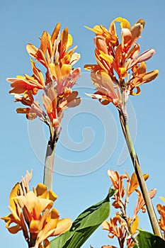 Floriferous cane