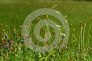 Floriferous meadow