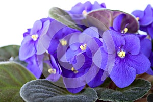 Floriferous violet on the white background