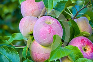 Florina apples hanging on a tree