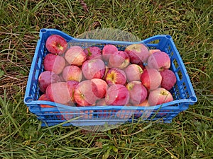 Florina apples from an organic farm in a plastic crate