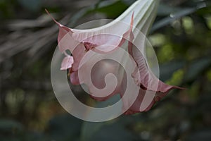 Floripondio tree flower