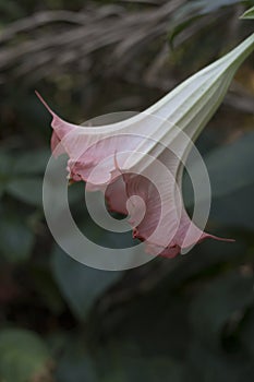 Floripondio tree flower