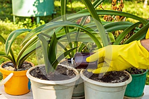 Florist applies liquid fertilizer to the soil. Houseplant care concept. Prevention of indoor plants