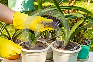 The florist applies liquid fertilizer to the soil. Houseplant care concept. Prevention of indoor plants