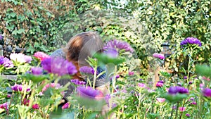 Florist cutting purple or violet michaelmas daisy or aster flower