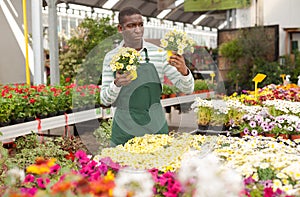 Florist engaged in cultivation of marguerites