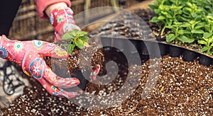 florist man holding soil in his hands. A sprout in the hands of a flower grower.