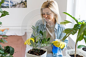 Florist moisturizes with a sprayer home flowers. houseplant care concept. Prevention of indoor plants