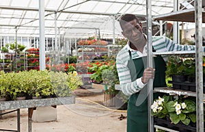 Florist pushing metal trolley with potted begonias