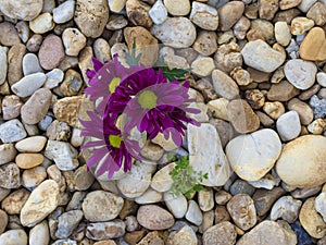 Florist`s Daisies and Wood Sorrel Growing in Rocks