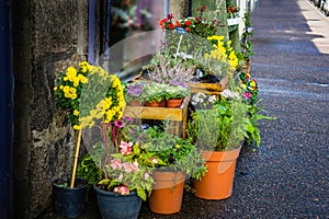 Florist Selling Range of Flower Pots
