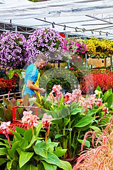 Florist truncates and arranges flowers and plants