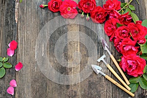 Florist vintage gardening set with red roses and tools on wooden table