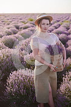 Florist with wicker basket with lavender in her hands looks for the best fresh flowers in the fields