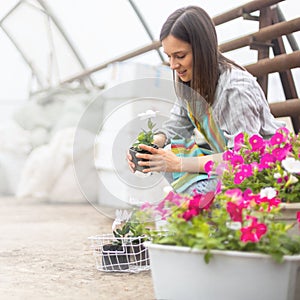 Florist woman cultivated flower plants with petal leaves transplanting in box working at greenhouse
