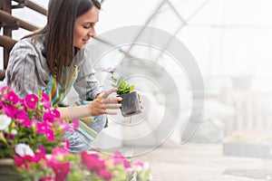 Florist woman cultivated flower plants with petal leaves transplanting in box working at greenhouse
