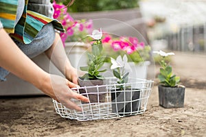 Florist woman cultivated flower plants with petal leaves transplanting in box working at greenhouse