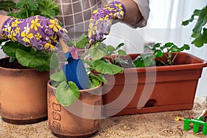 A florist woman replants, leaves, takes care of, creates a beautiful planter from pilargonium flowers. Beautiful fresh