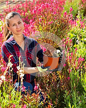 Florist woman working with blooming plants